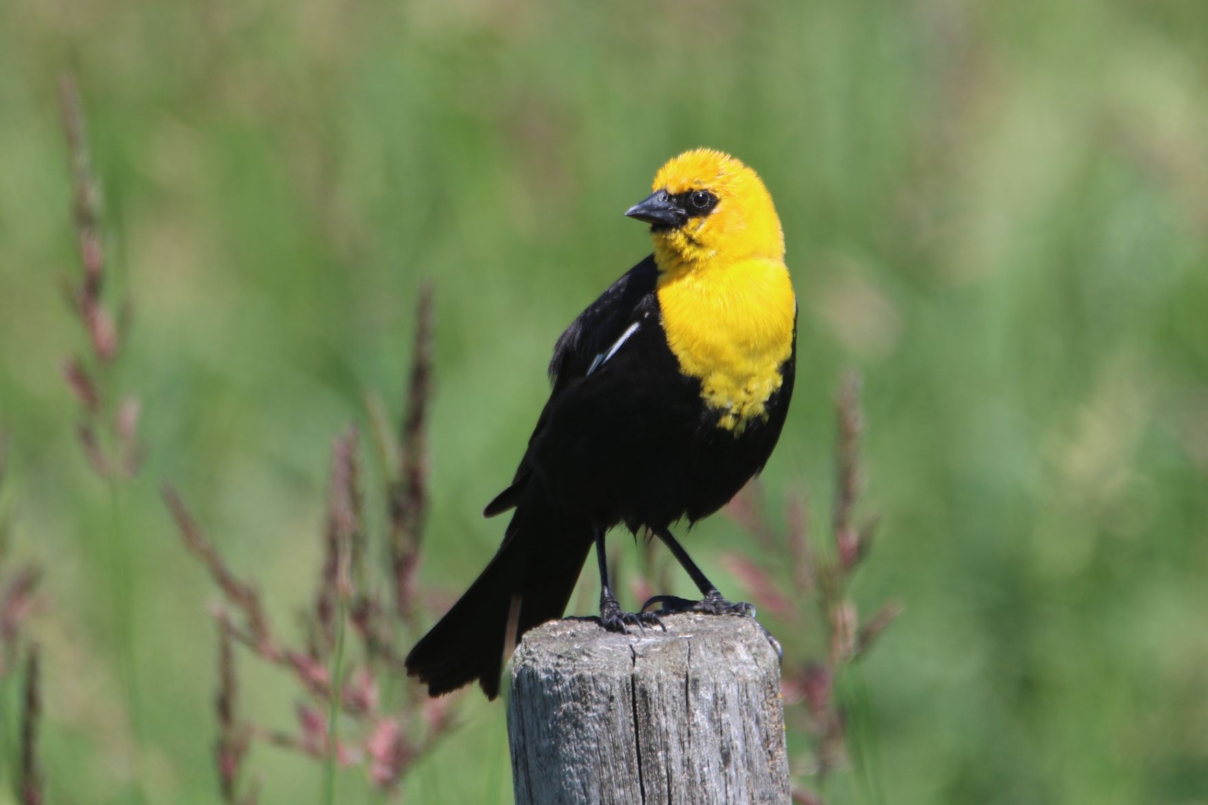 Yellow-Headed Black Bird